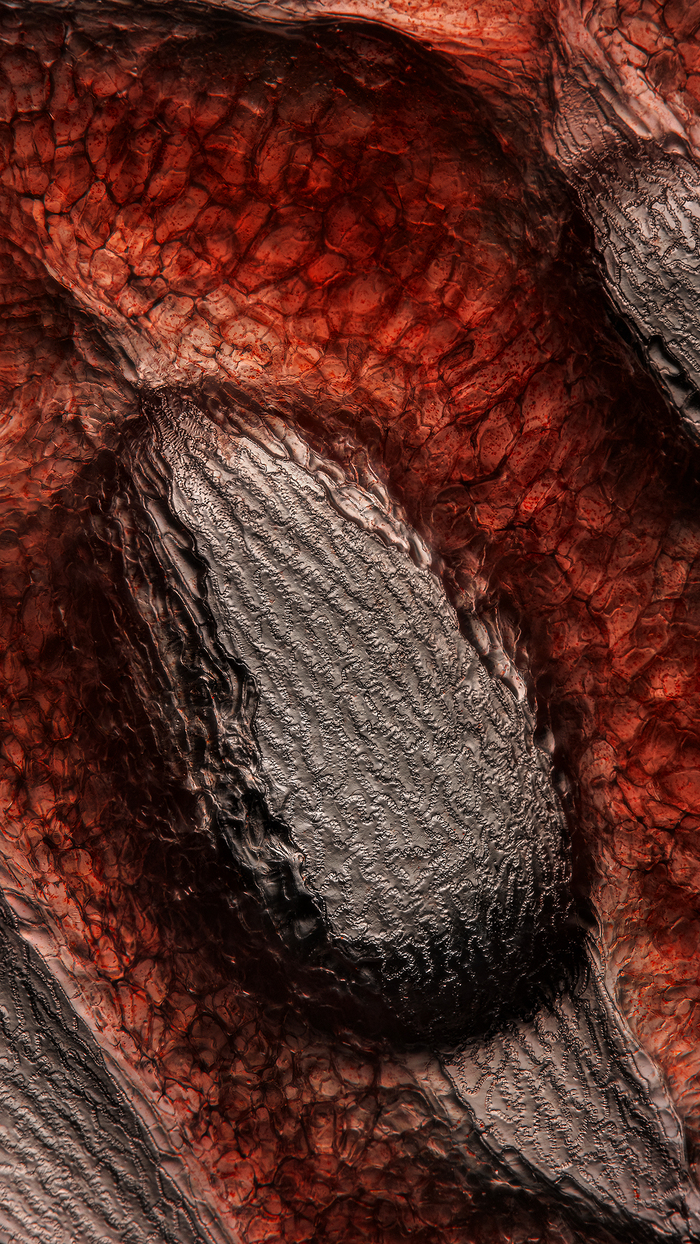 Эндокарпий