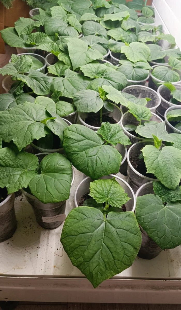 ���� ��������� ���������� ������� ������������, ����� ������� ���� - ������� ����������� ������� �� 0.5. ������� �����, ����� ������� ��������� � �������� ��������