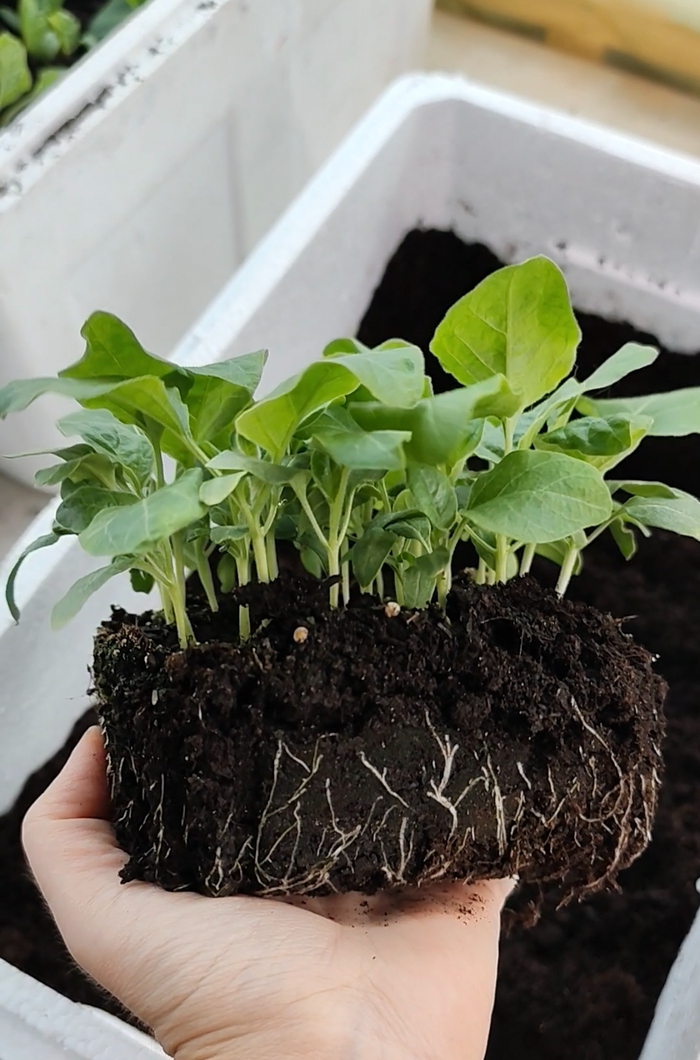 ��������� ����������