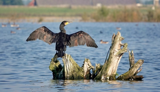 � ��� �������� ����� - �������, ��� ��������.