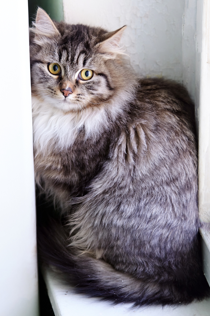 � ������ ����