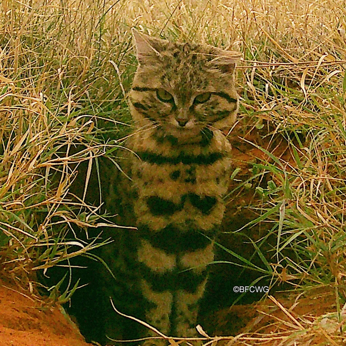 Потягивается