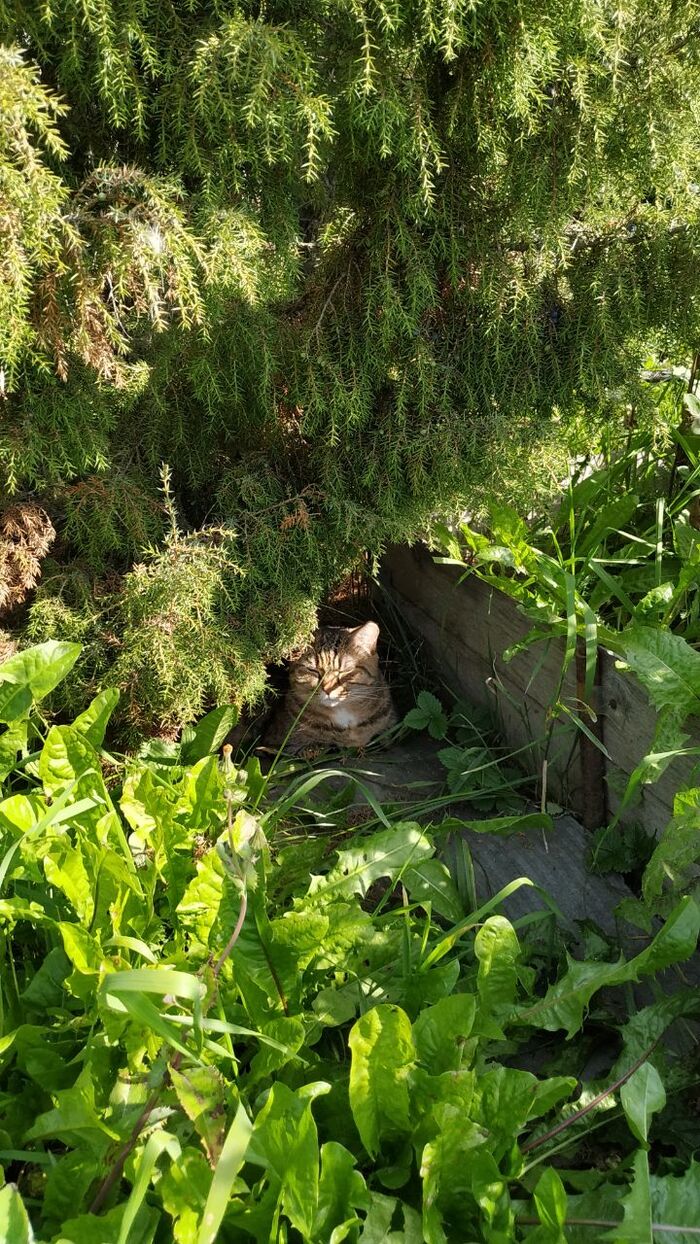 Лето, ах лето