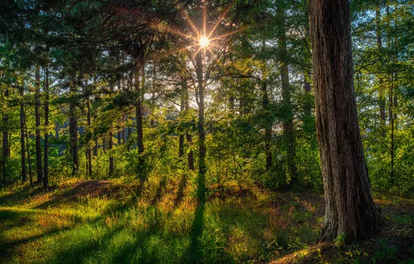 Земля будто в расцветке тигра. Лучше фотографию для иллюстрации не нашёл.