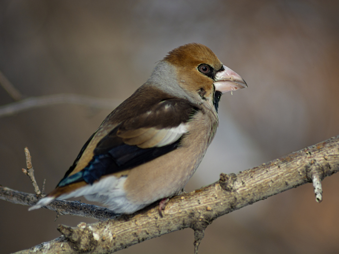 �������� ����� �������� ����� 🐦