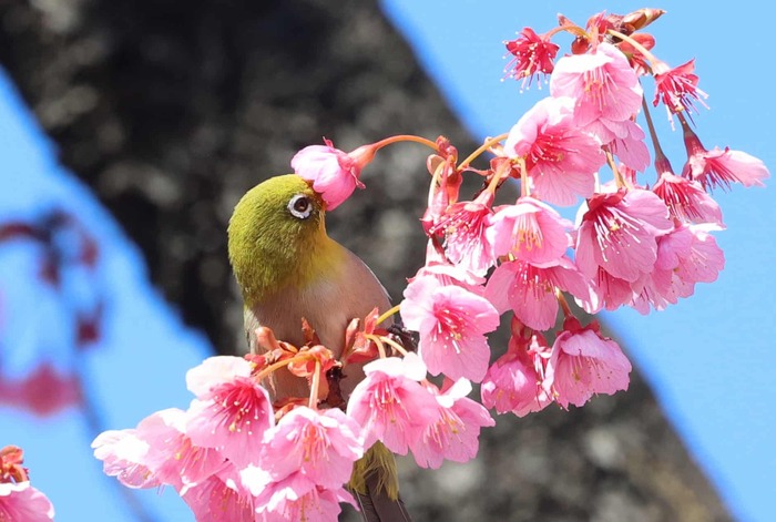 �����, ������. ����� ����� �� ����� ������������� ����� � ��������� �����. ����������: Yoshio Tsunada.