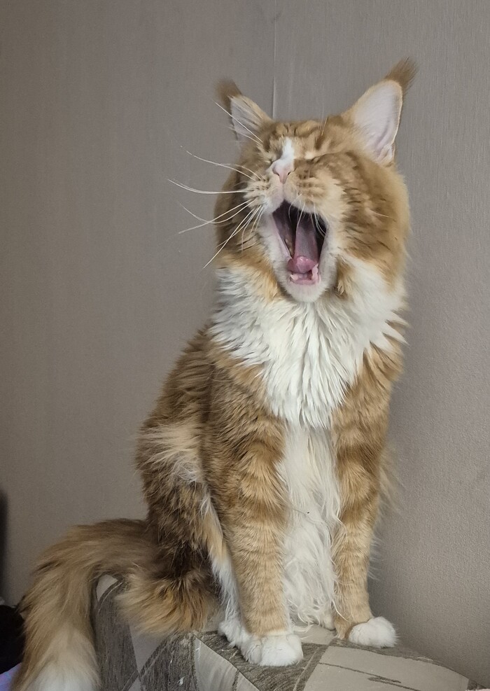 Кот зевает 2