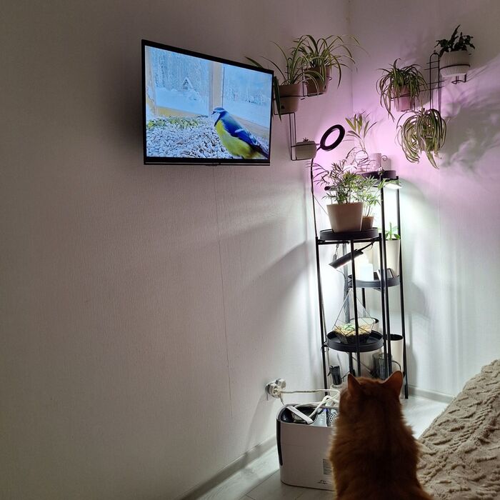 ����� �� ���� �������� ��� ������ ����. �������� ��������