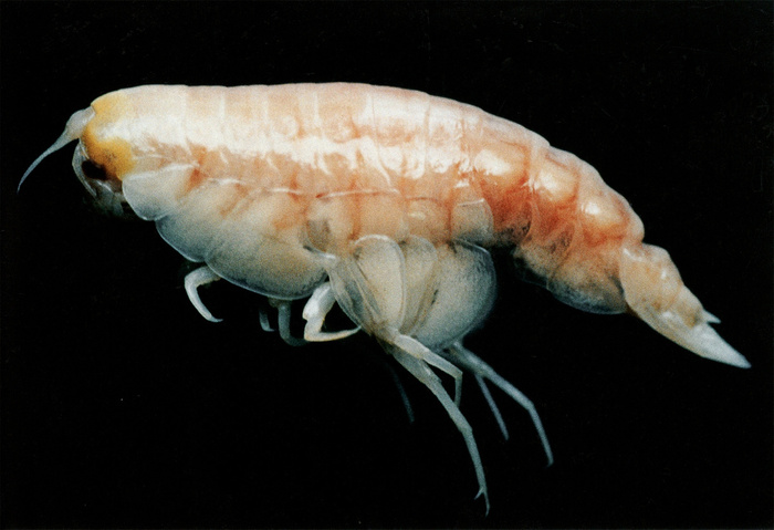 � <!--noindex--><a href="https://pikabu.ru/story/samyiy_glubokovodnyiy_mnogokletochnyiy_organizm_na_zemle_13659970?u=http%3A%2F%2Fnationalgeographic.com&t=nationalgeographic.com&h=f1e51c188d92f09bff81e7c6de86abf231764b5f" title="http://nationalgeographic.com" target="_blank" rel="nofollow noopener">nationalgeographic.com</a><!--/noindex-->