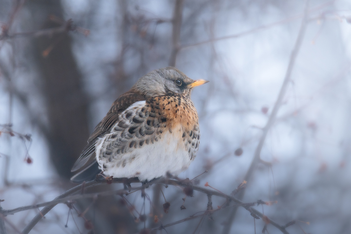 � ���� ����