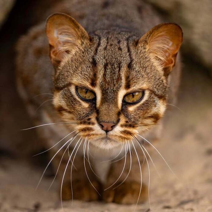 �� ���� ��������� ������