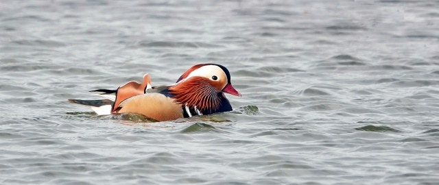 ���������� ����-����������