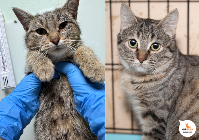 ������-������� �������, 9 �������, �������� � ����������.