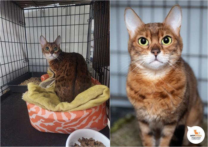 ����� ����,4 ����, ��������.