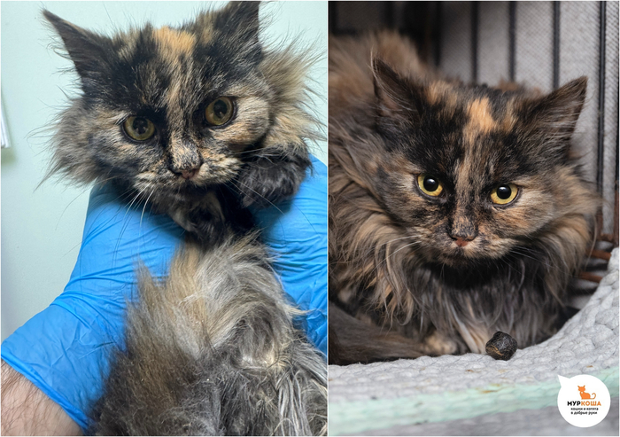 ������-������� ����, 7 �������, �������� � ����������.