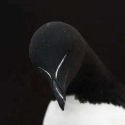 razorbill1