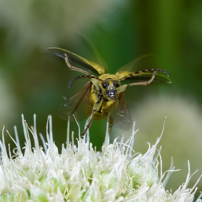 ������� ������� ��� ������� ������ (Lepturobosca virens).&nbsp;