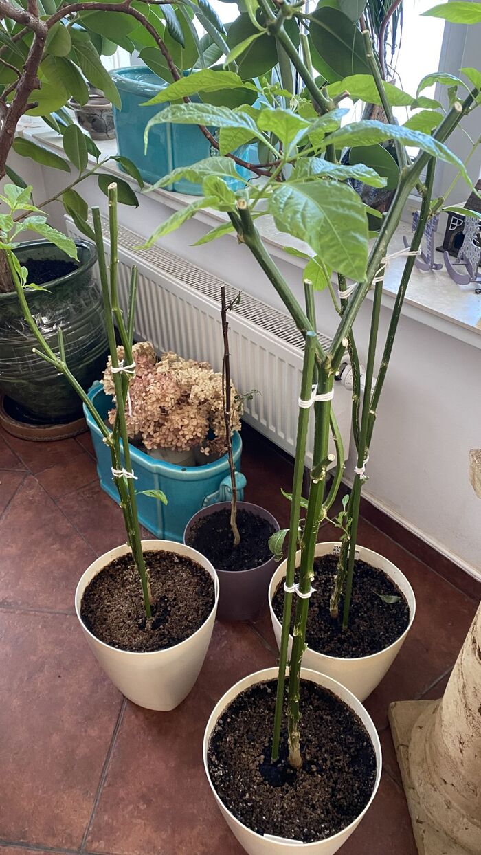 ���� ������ ����� ��������� ������ ��������