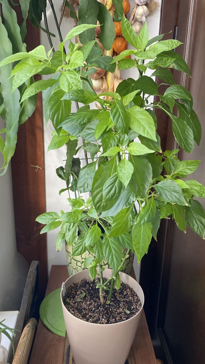 ����� ��� ������ ������