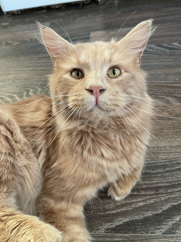 ���, ��������, �������