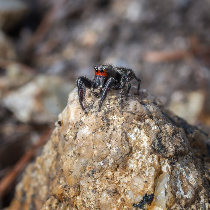 ���� ����