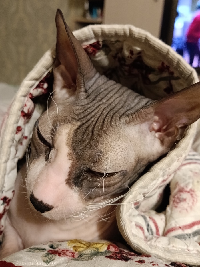 ��������� ���������, ������...