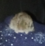 � ���� ������ ��� ��������