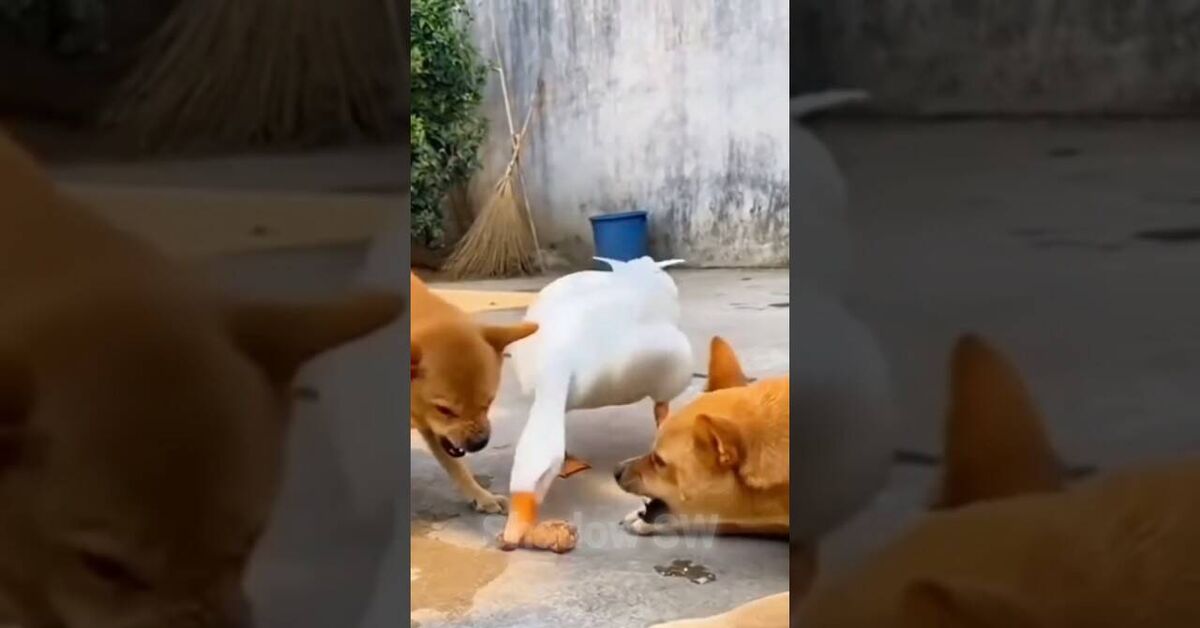 Funny dogs - Dog Business, Biting, Dog, Humor, Vertical video, Short videos, Video, Youtube