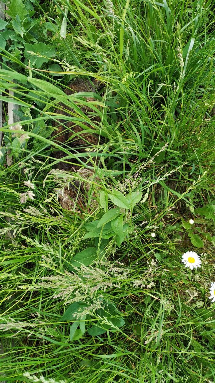 ������ ����������