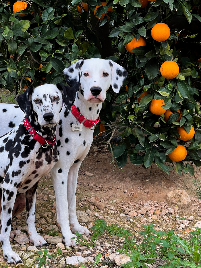 �������� � ����������