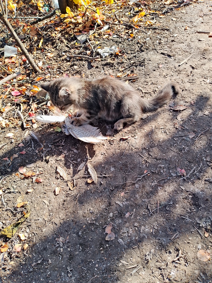 ���� �������� ��� ���������� � ���� ������ - ������