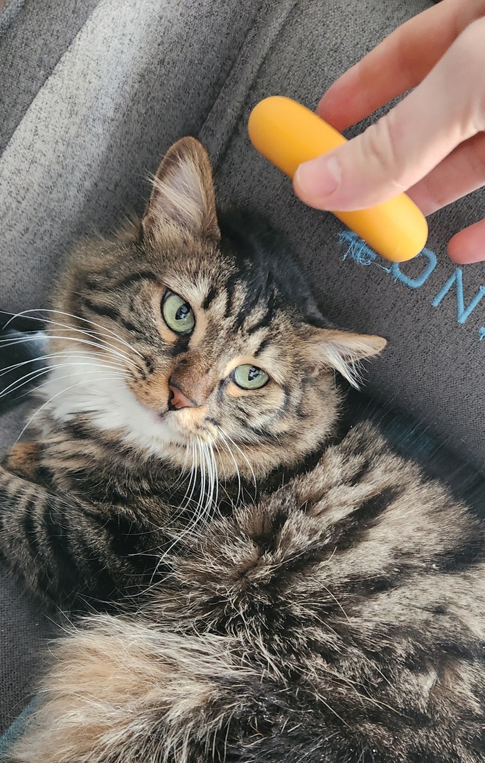 ���������� ������� #196