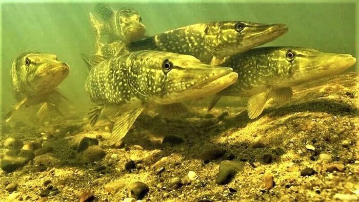 ������ ����