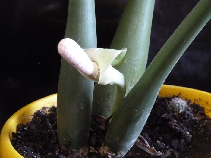 ��� ����� ��������� ���������� �������� � ������ ��������� ������