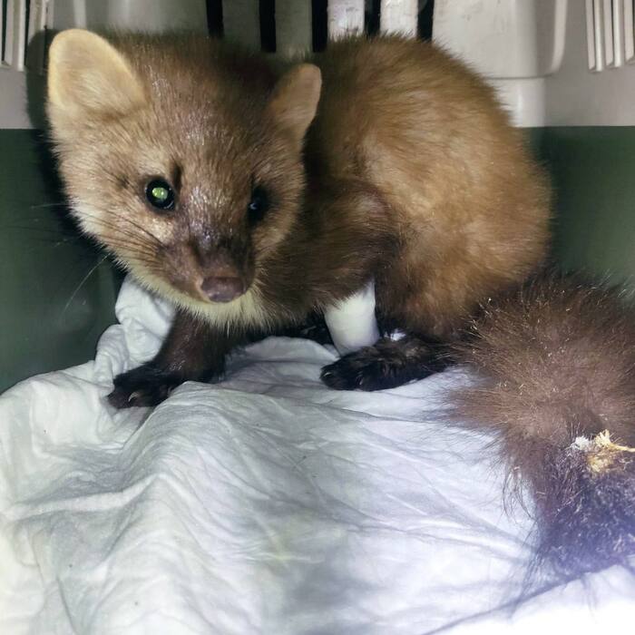 ������ ������ ������ � �������� �� ����