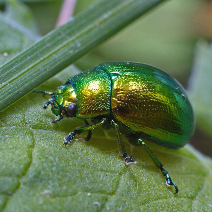������� ������ ������ (���. Chrysolina herbacea
