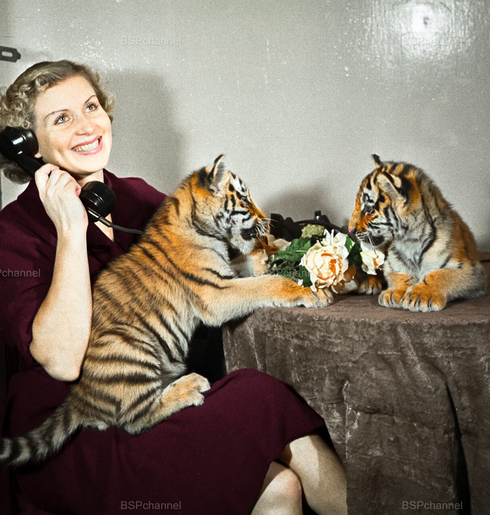 ��������: ��� ����������