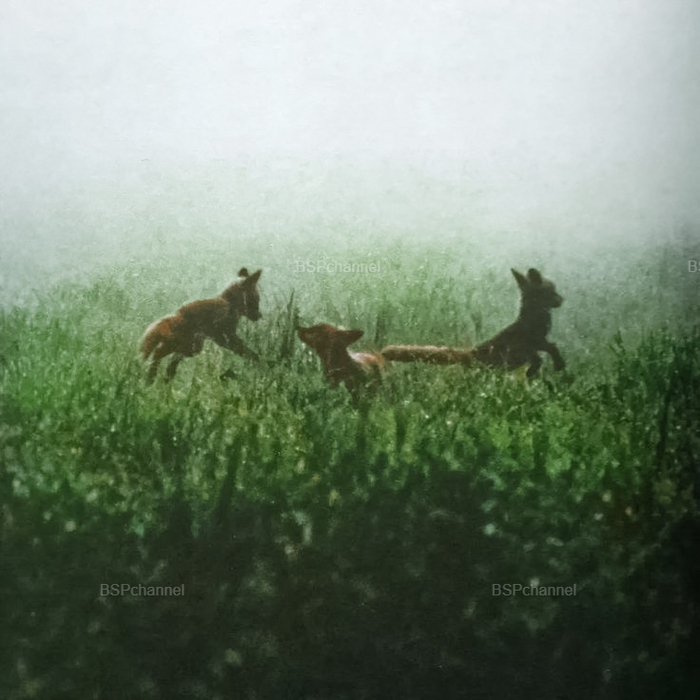 ��������: ������ ���������