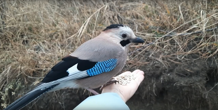 Сойки в парке Кисловодска