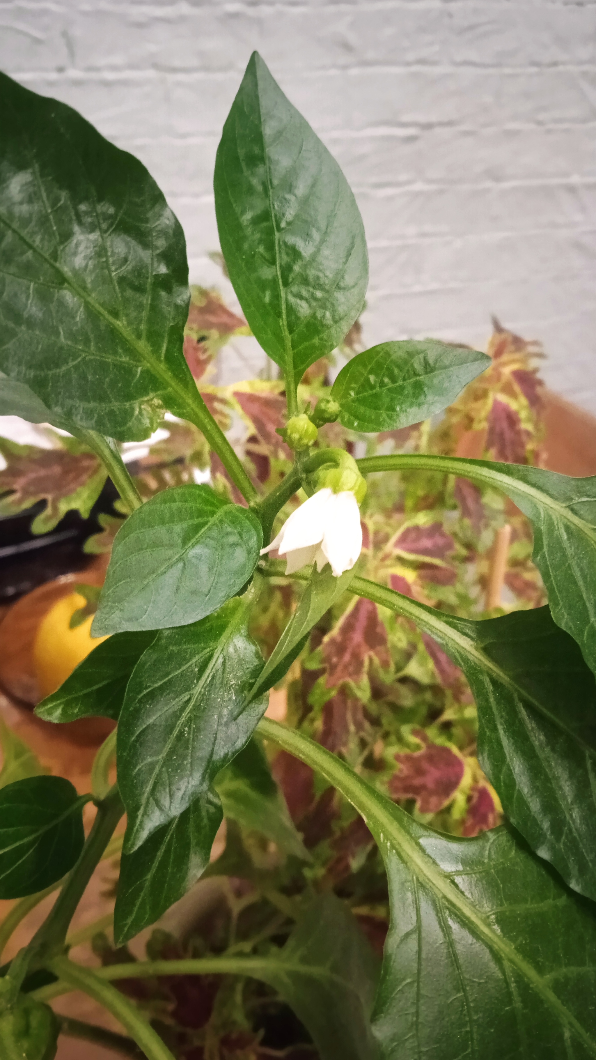 Pepper - My, Bell pepper, Vegetable garden on the windowsill, Plant growing, Growing, Botany, Longpost