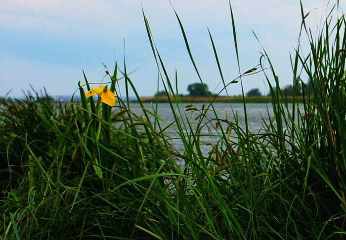 Вечер у реки