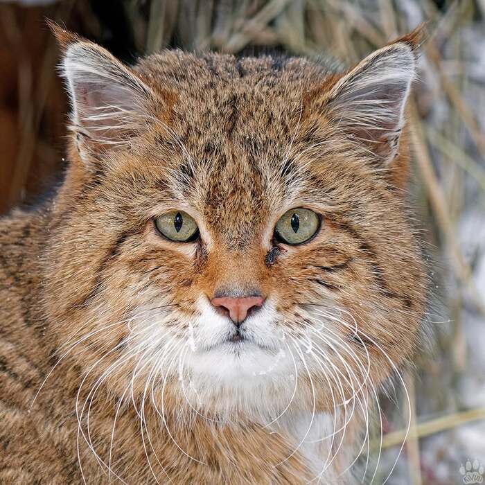 Степной кот