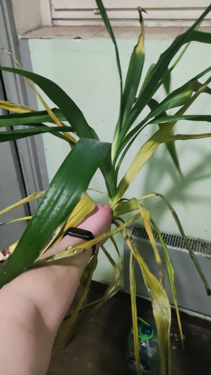 �����������, ����!