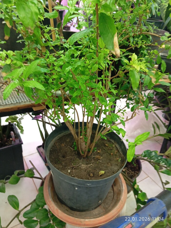 ��� ������, ����� ���������