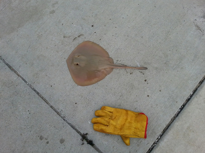 Stingray - ����-���������