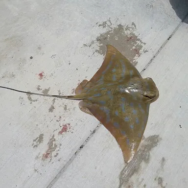 Common eagle ray
