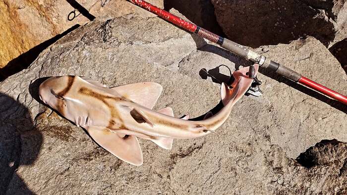Port Jackson Shark