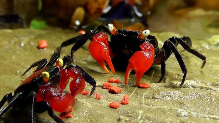 �� ���������� ���-������ ����� ���� ������ ���������� ������������� ����� � ������