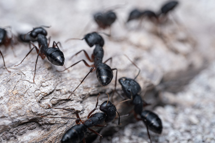 ����������� ������ �������