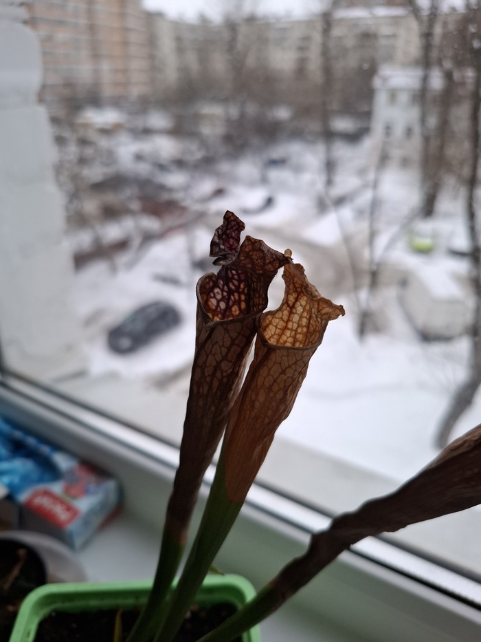 Розоватый цвет ещё жив пускай и внутри кувшина